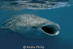 feeding whaleshark by Andre Philip 